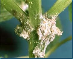 mealybugs