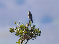 DSC_7527.jpg