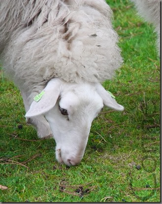 sheep sheep