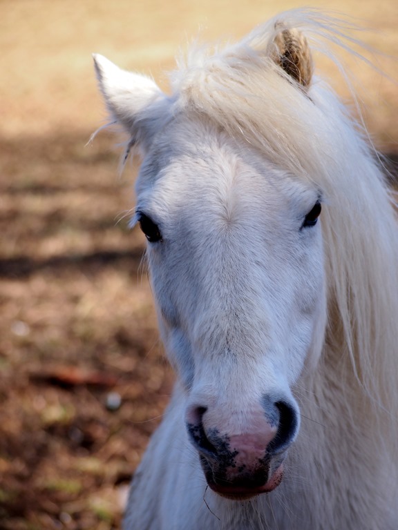 [2%2520May%252015%252027-04-2013%252009-19-27%25203024x4032%255B3%255D.jpg]