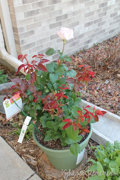 [WW%2520II%2520Memorial%2520Rose%2520Bush%255B3%255D.jpg]