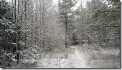 early snow woods 2