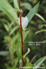 Salix x 'Acutifolia' July 3, 2012 Salix x 'Acutifolia' July 3, 2012