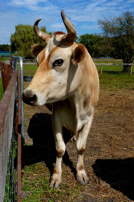 [cow%255B7%255D.jpg]