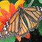 Monarch Butterfly