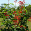 Salvia