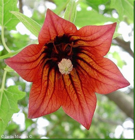 Canarina_canariensis 2