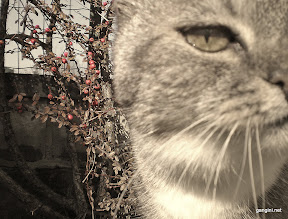 bacche con gatto.jpg