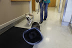 While the staff at the Mill Plain Veterinary Clinic is very caring, the girls were more than ready to leave after their surgeries!