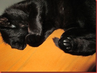 IMG_0230 IMG_0230