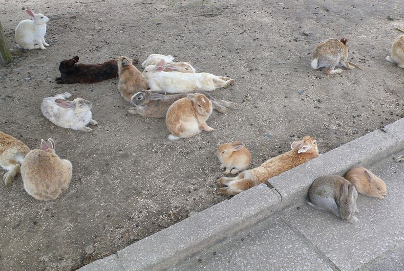 okunoshima-3