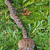 ular nak telan katak gemuk