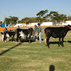 superleite2011_dia1507_145.JPG
