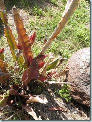 flowering cactus