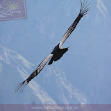 Condor - Canion do Colca - Peru