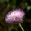 RS_DSC_1027.jpg