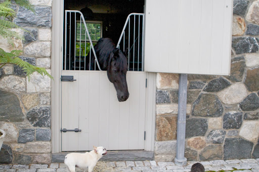 Hello, Meindert. How are you faring in all of this heat we've been having? It seems like you spend a great deal of time indoors in your nice cool stall. Hello, Meindert. How are you faring in all of this heat we've been having? It seems like you spend a great deal of time indoors in your nice cool stall.