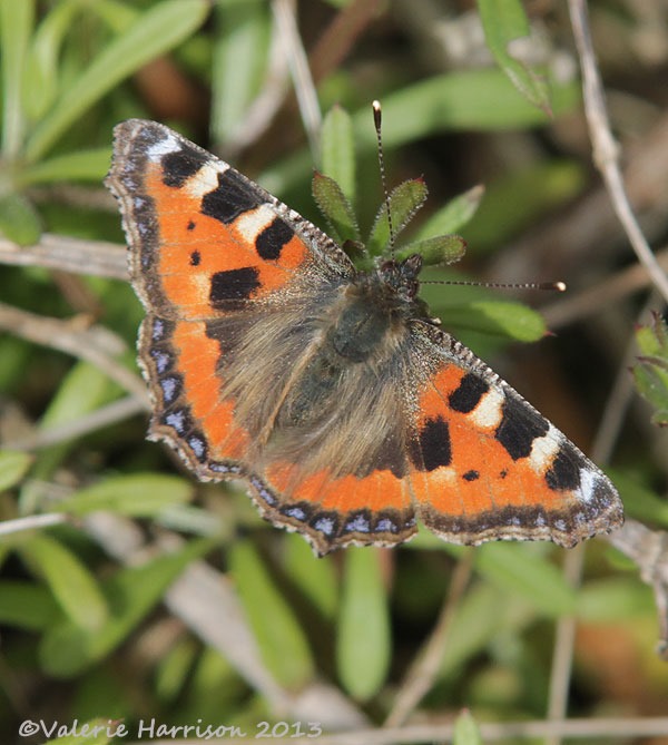 [small-tortoiseshell%255B6%255D.jpg]