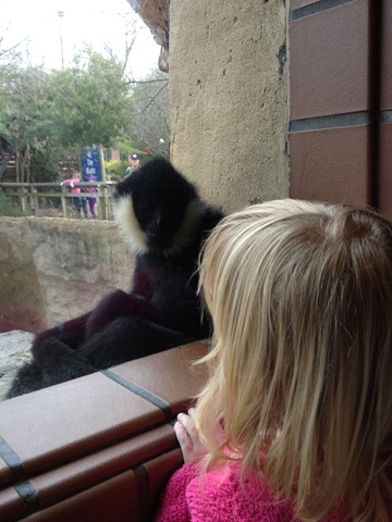 [monkeys22.jpg]