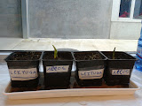 2012-01-25 17.26.15.jpg