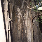 Tarsier