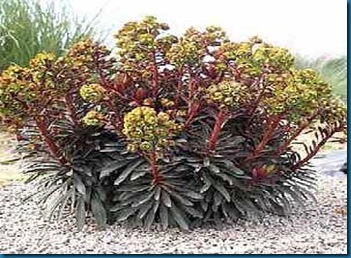 Euphorbia 'Blackbird'