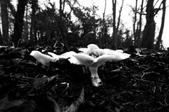 Fleecy-Milk-Cap-2