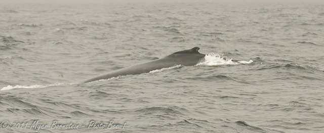 [Fin%2520whale%2520fog%2520MSB_7234%2520NIKON%2520D300S%2520June%252012%252C%25202011%255B3%255D.jpg]