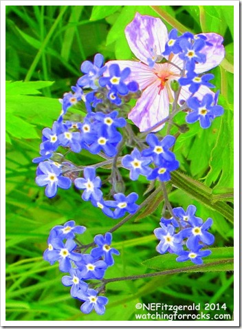 IMG_6947 ForgetMeNot IMG_6947 ForgetMeNot
