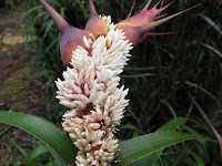 Richea dracophylla Photo