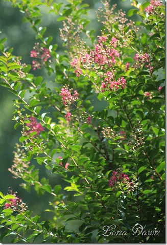 CrapeMyrtle