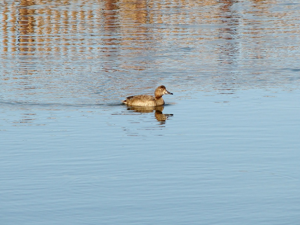 [6216%2520Texas%252C%2520South%2520Padre%2520Island%2520-%2520Birding%2520and%2520Nature%2520Center%2520guided%2520bird%2520walk%2520-%2520Redhead%2520duck%255B3%255D.jpg]