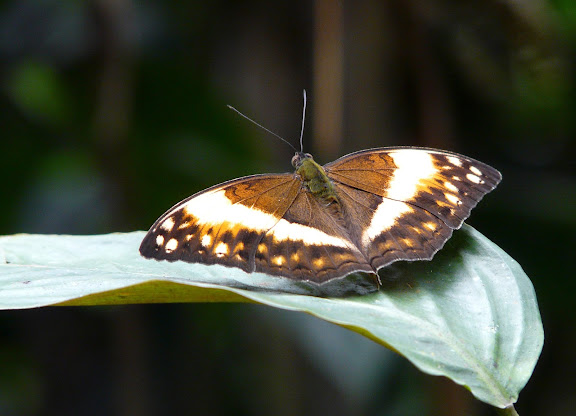 Limenitidinae : Harma theobene DOUBLEDAY, 1848, mâle. Atewa Hills (Ghana), 13 décembre 2009. Photo : J. F. Christensen