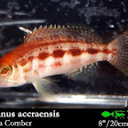 Serranus_russo.jpg