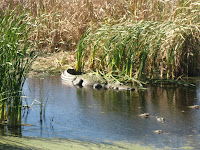Big Gator Photo