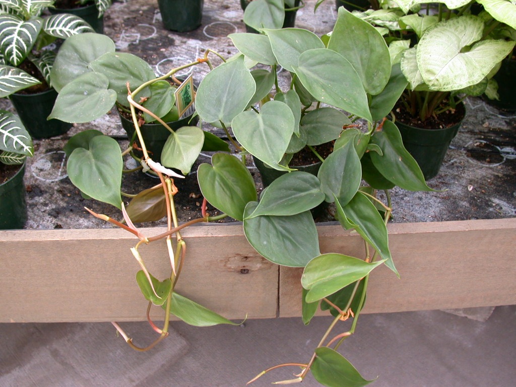 [heart-leaf%2520philodendron%255B3%255D.jpg]