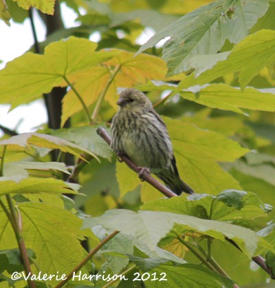 [baby-siskin%255B2%255D.jpg]