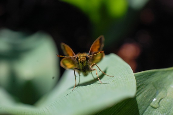 [BUTTERFLY%2520SKIPPER%2520STANDING%2520%25284%25292%255B2%255D.jpg]
