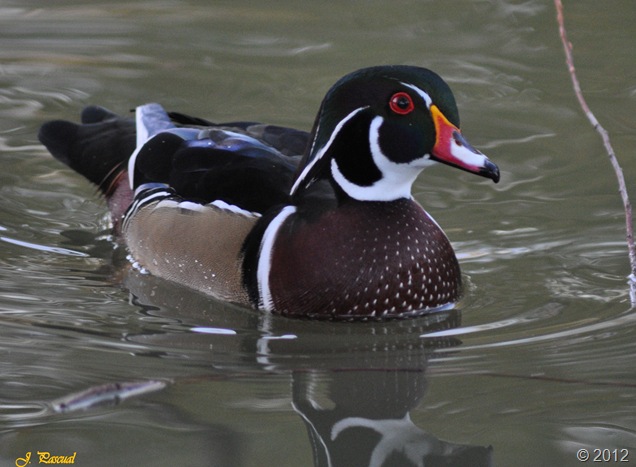 DSC_1125 DSC_1125