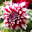 orchid_0053.JPG