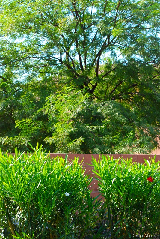 [7a.%2520mesquite%2520tree-kab%255B5%255D.jpg]