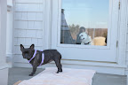 I hope Martha will get home from work soon.  I'll be waiting for her right by the door.  Francesca is back!!!