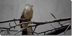 aviary38