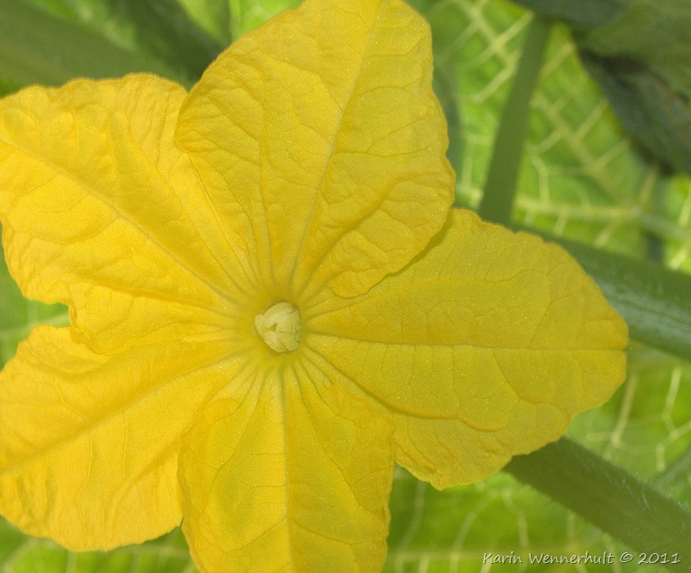 [Gurkblomma%255B15%255D.jpg]
