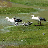 Familia de Patos no Altiplanico - Rodovia que liga Arequipa a Chivay - Peru