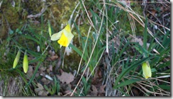 IMG 052-001 IMG 052-001