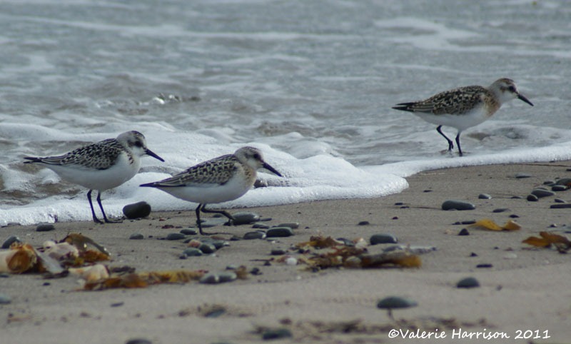 [28%2520sanderling%255B2%255D.jpg]