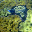 Snorkeling In The Whitsundays - Airlie Beach, Australia