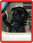 Blueberry, from Anaheim, California Blueberry, from Anaheim, California