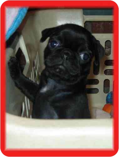 Blueberry, from Anaheim, California Blueberry, from Anaheim, California